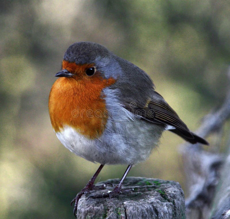 Robin photo taken 2005 at a friends smallholding .. Camera used Canon EOS 300D digital Rebel. Robin photo taken 2005 at a friends smallholding .. Camera used Canon EOS 300D digital Rebel.