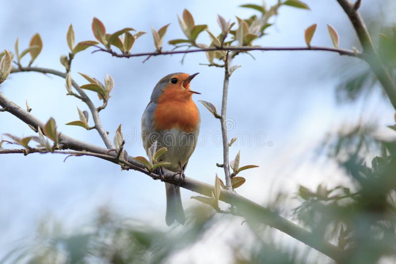 Pisco de peito vermelho (rubecula do erithacus) Pássaro selvagem em um habitat natural imagens de stock