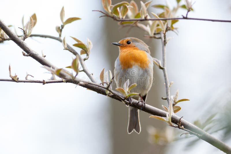Pisco de peito vermelho (rubecula do erithacus) Pássaro selvagem em um habitat natural imagens de stock