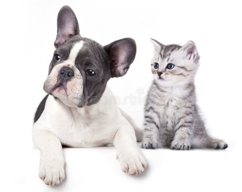 Pisici și câini stock images