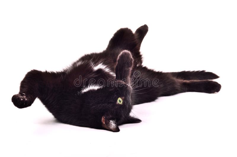 Pisicuța neagră care stă pe spate cu susul în jos royalty free stock images