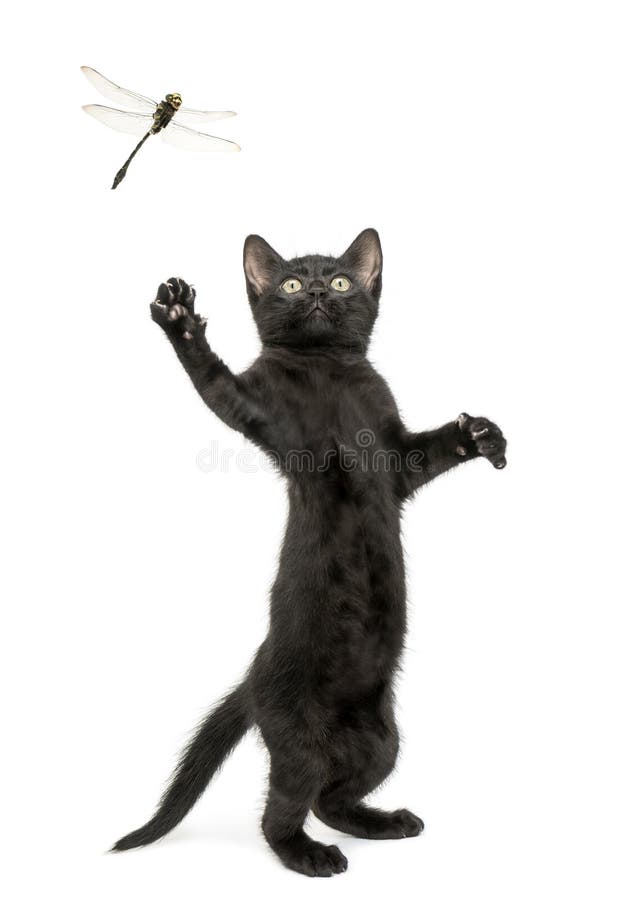 Pisicuța neagră care încearcă să prindă un dragon royalty free stock photos