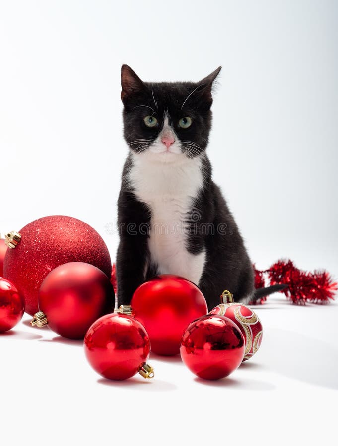 Pisicuțe negre și decorațiuni de Crăciun royalty free stock image