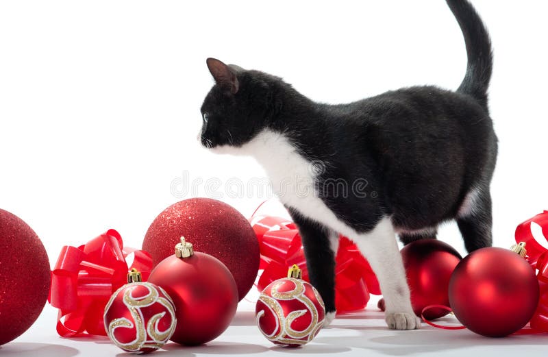Pisicuțe negre și decorațiuni de Crăciun stock photography