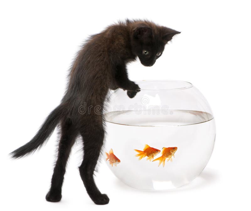 Pisicuță neagră care se uită la peștișorul auriu royalty free stock photo