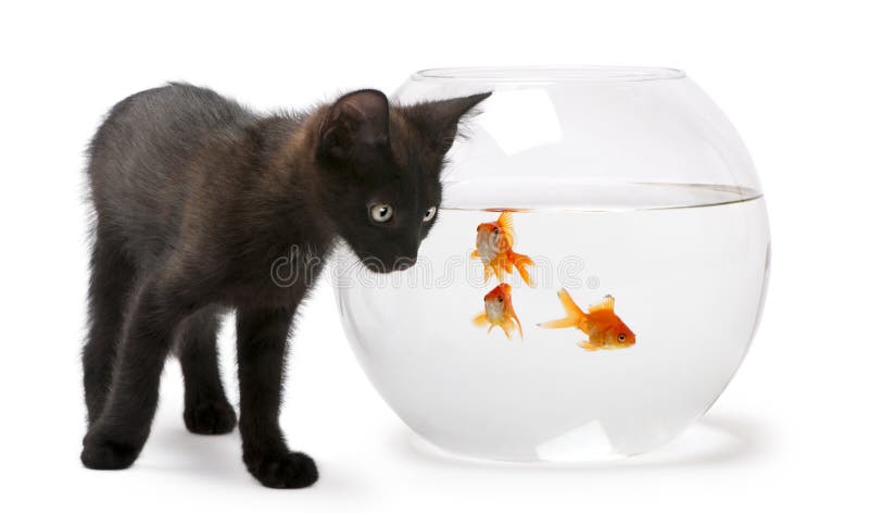 Pisicuță neagră care se uită la peștișorul auriu stock photo