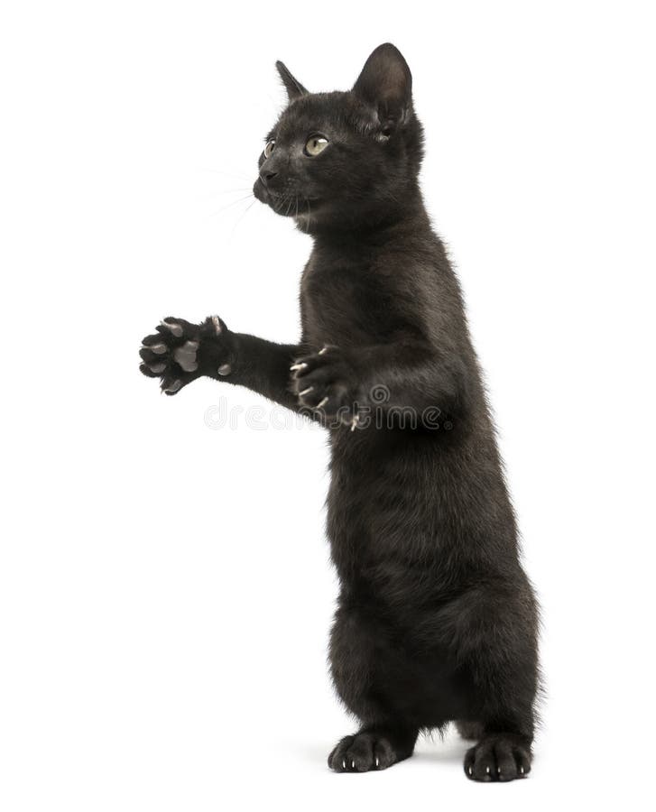 Pisicuță neagră care stă pe picioarele din spate și se uită în sus royalty free stock photo