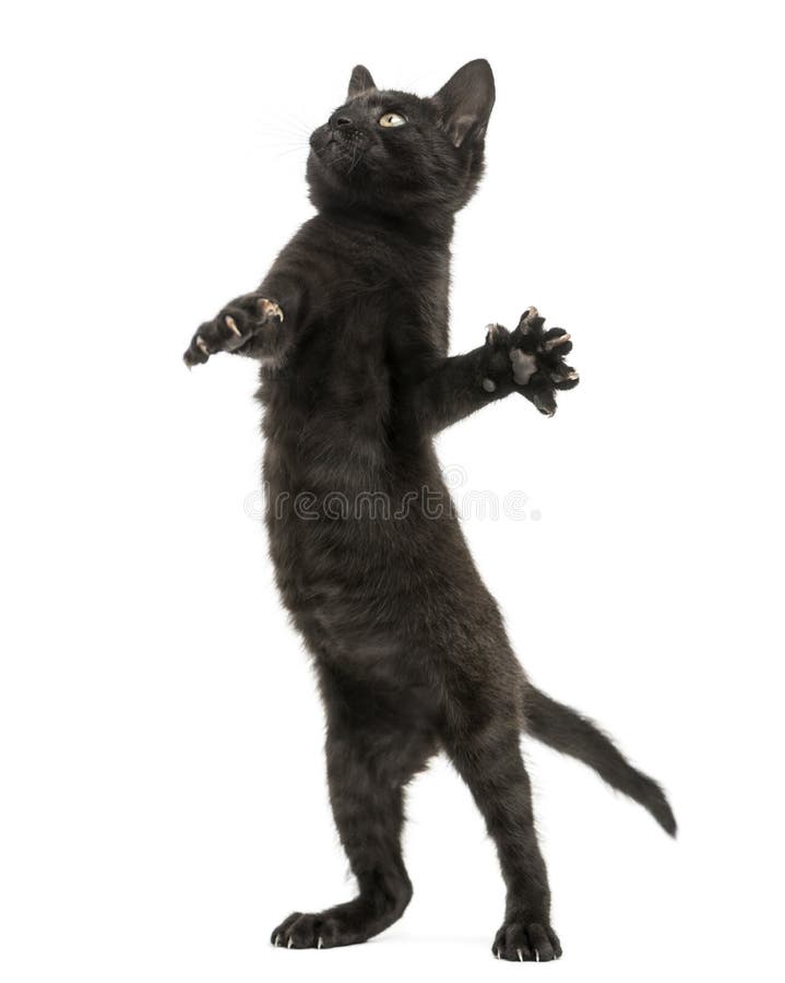 Pisicuță neagră care stă pe picioarele din spate și se uită în sus royalty free stock images
