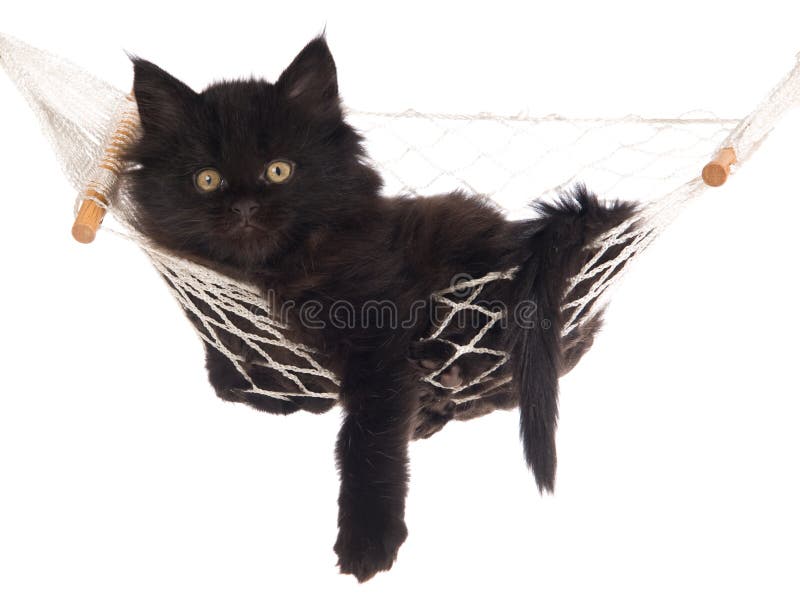Pisicuță neagră drăguță care zace în hamac royalty free stock image