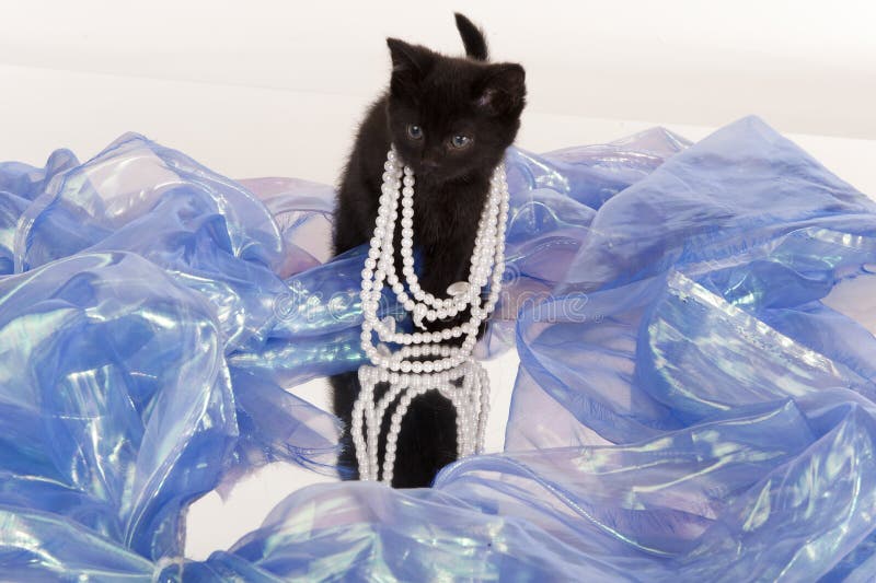 Pisicuță neagră drăguță jucând dressup royalty free stock photography