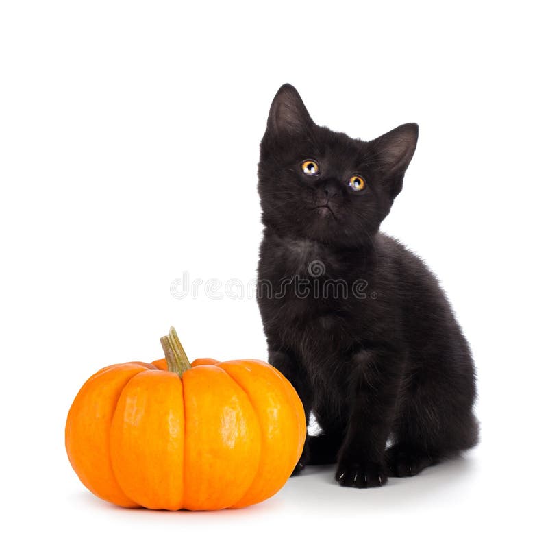 Pisicuță neagră drăguță lângă un mini dovleac izolat pe alb stock photo