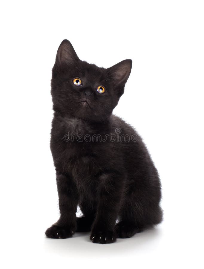Pisicuță neagră drăguță pe fond alb stock photo