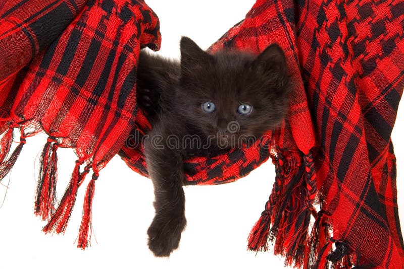 Pisicuță neagră drăguță în hamac roșu royalty free stock photos