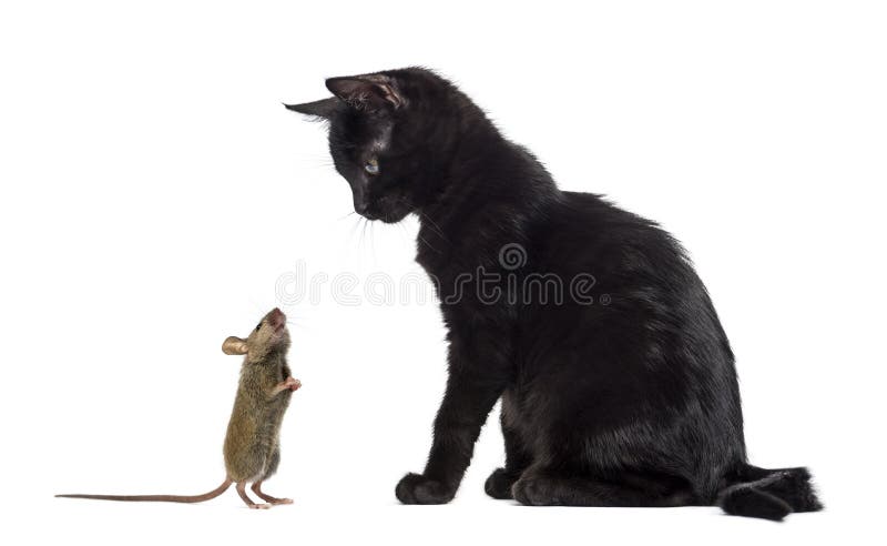 Pisicuță neagră stând și uitându-se la un șoarece care îl adulmeca stock photography