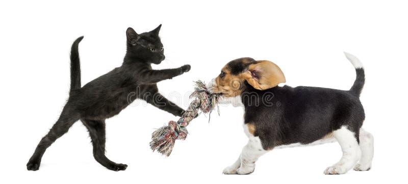 Pisicuță neagră și cățel beagele jucând royalty free stock photos