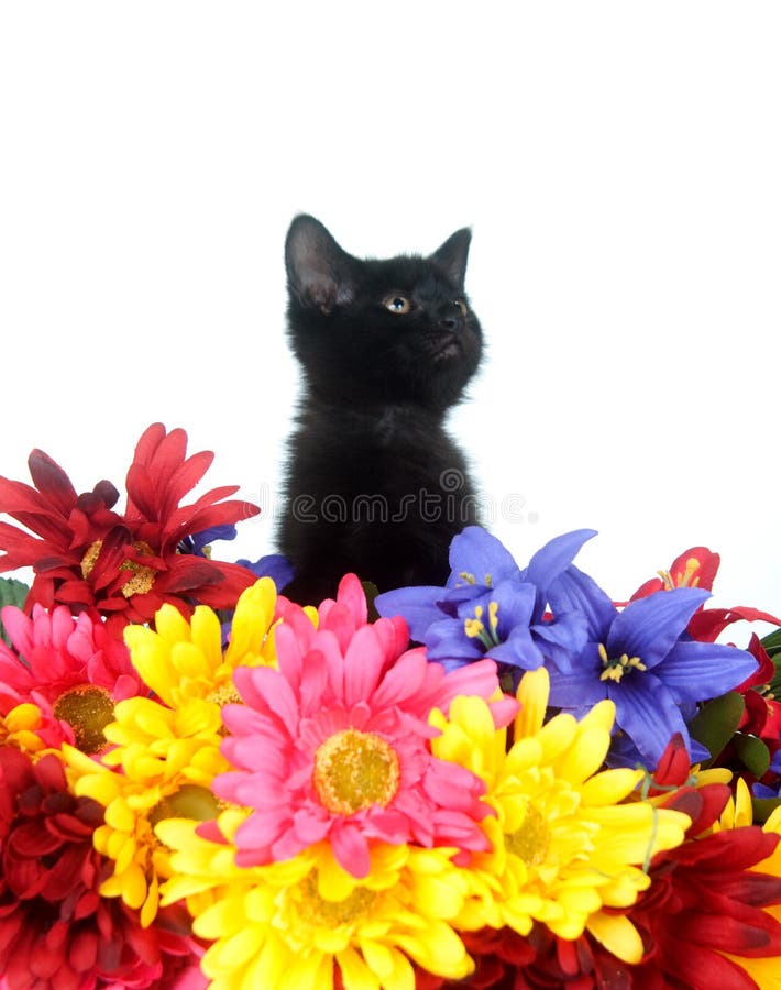 Pisicuță neagră și flori drăguțe stock images