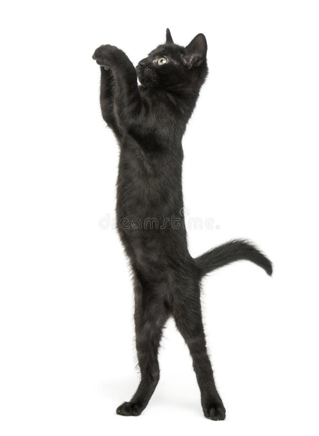 Pisică neagră care stă pe picioarele din spate și se ridică în sus royalty free stock photo