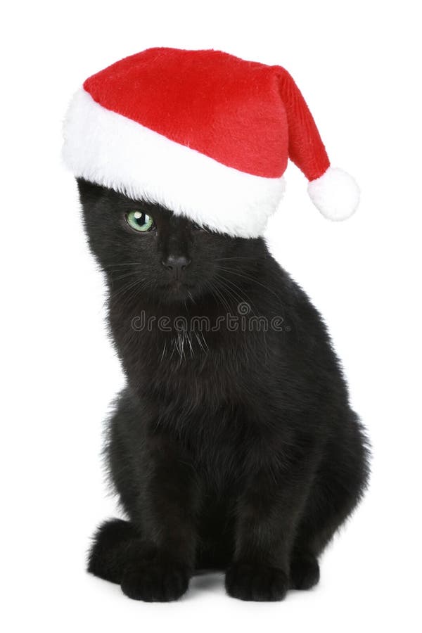 Pisică neagră cu pălărie de Crăciun stock image