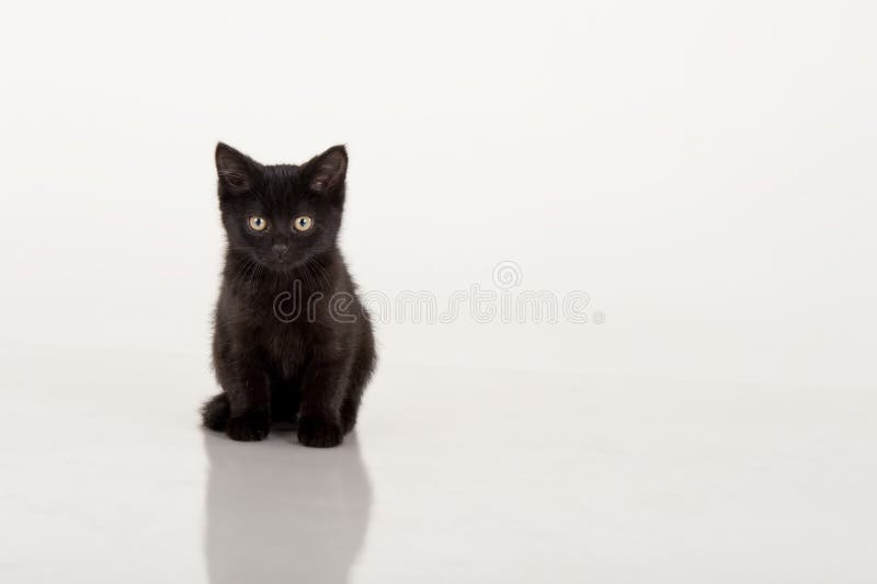 Pisică neagră drăguță pe fond alb stock photo