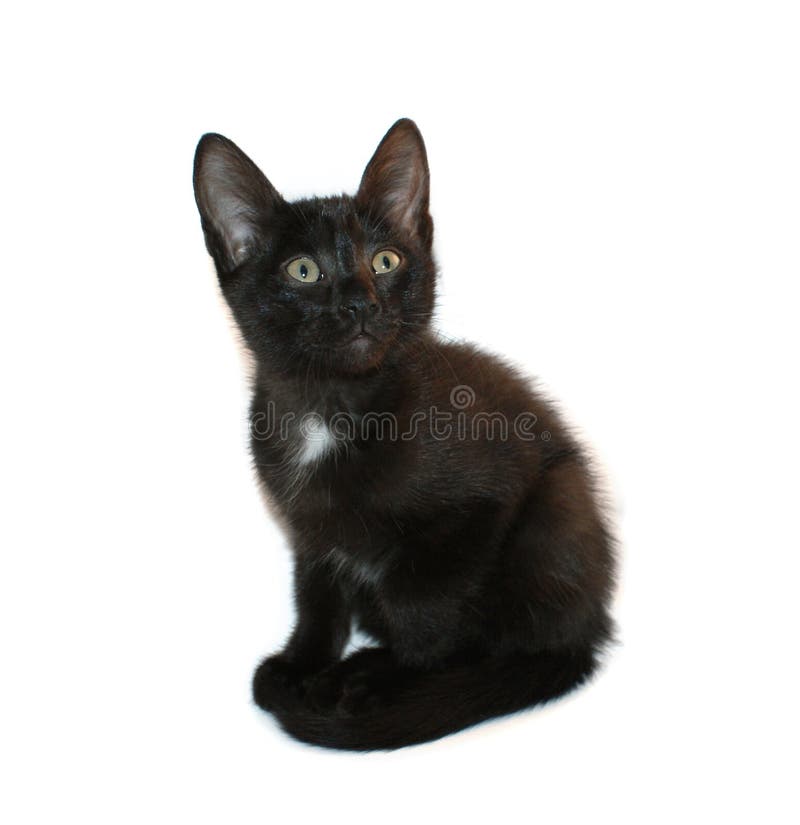 Pisică neagră 2 stock photo