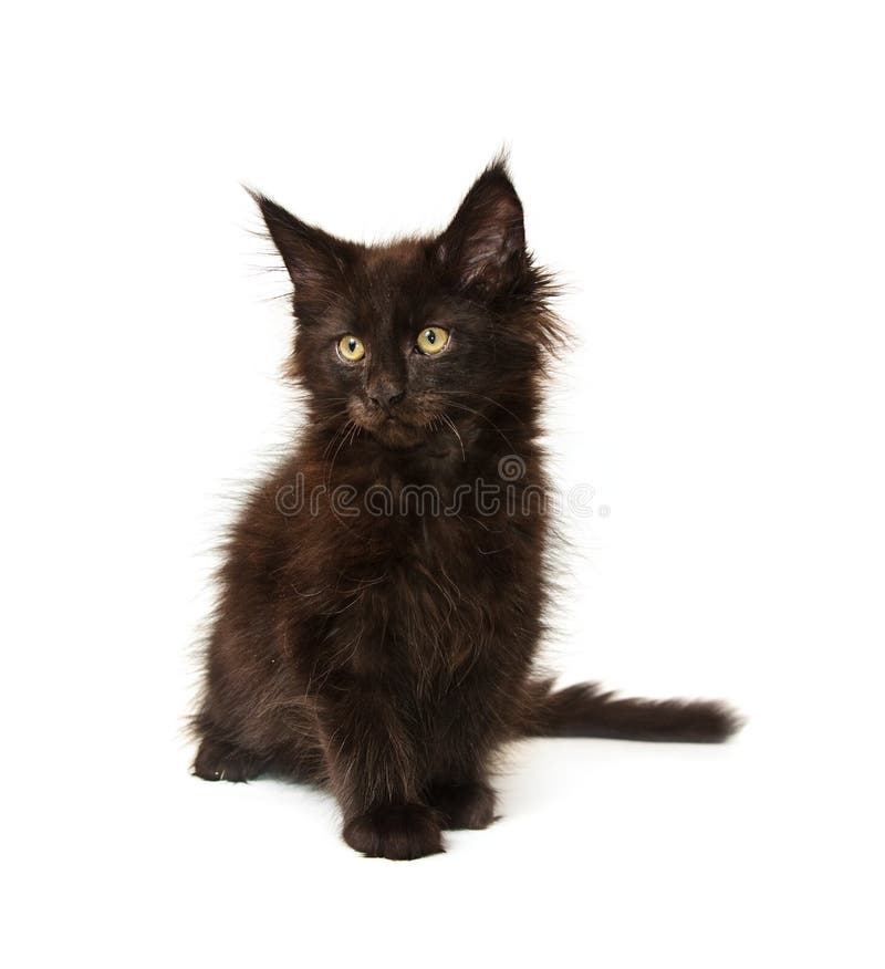 Pisică neagră stock image