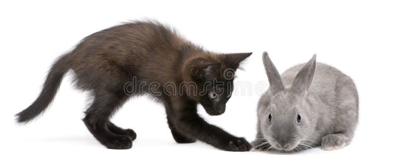 Pisică neagră jucându-se cu iepurele stock photo