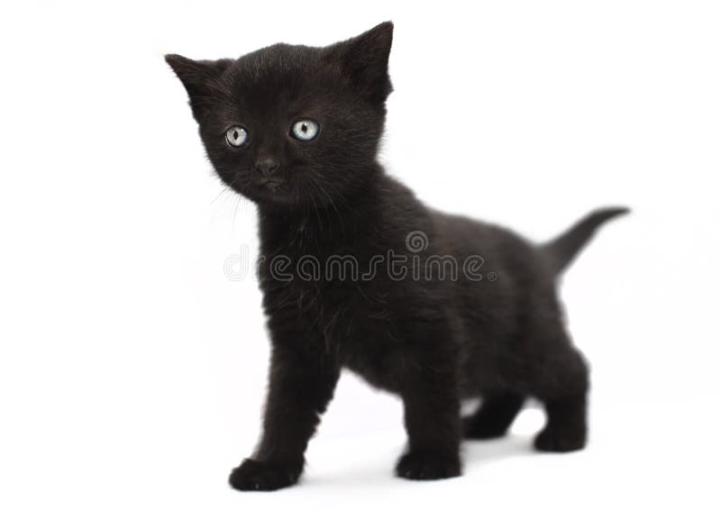 Pisică pisică neagră stock photo