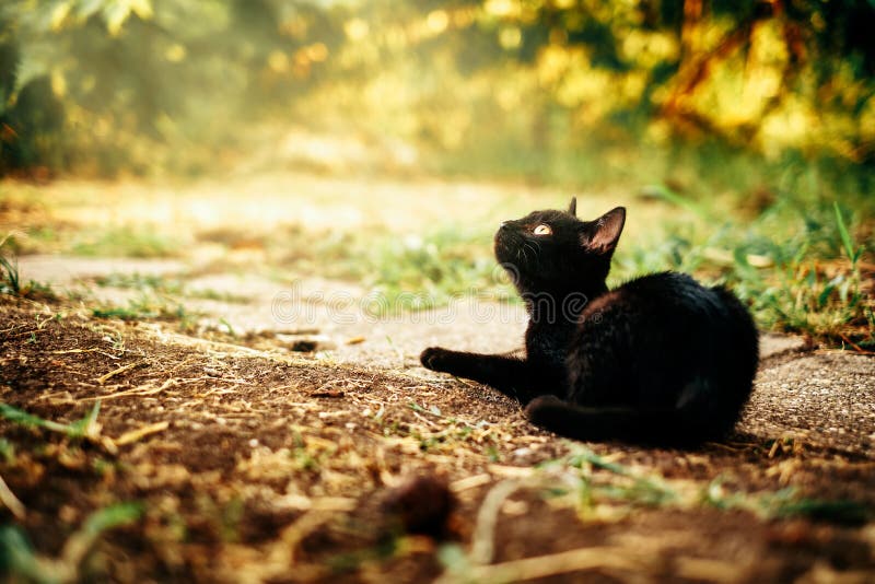 Pisică neagră royalty free stock photos