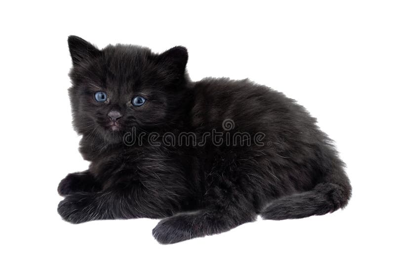 Pisică neagră royalty free stock image