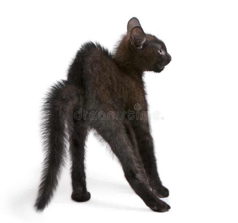 Pisică neagră speriată stând în picioare royalty free stock photos