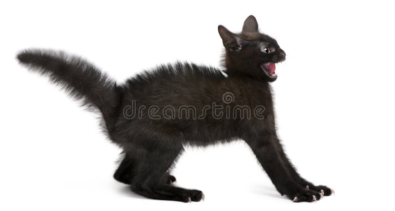 Pisică neagră speriată stând în picioare stock photos