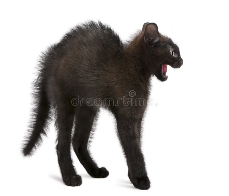 Pisică neagră speriată stând în picioare stock photo