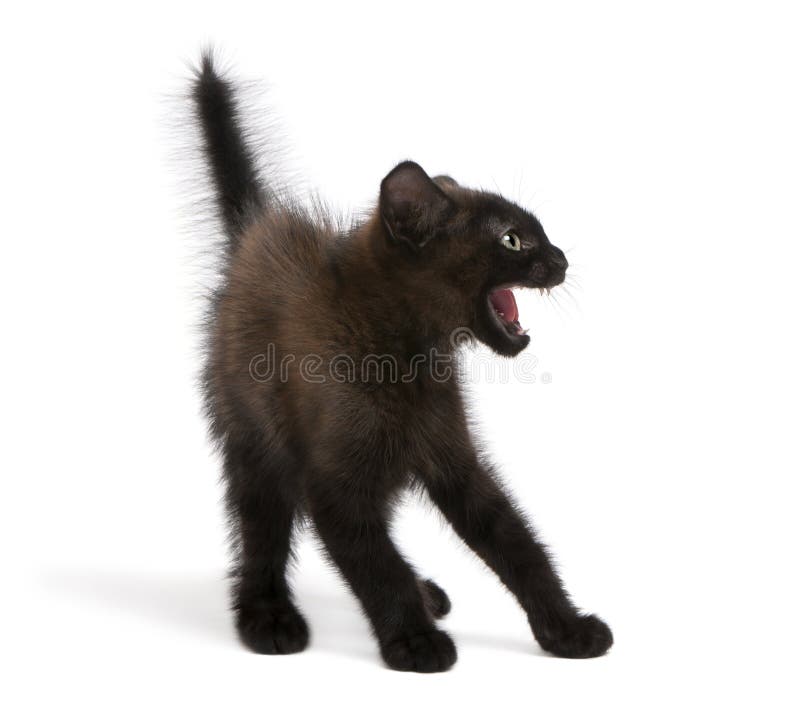 Pisică neagră speriată stând în picioare stock image