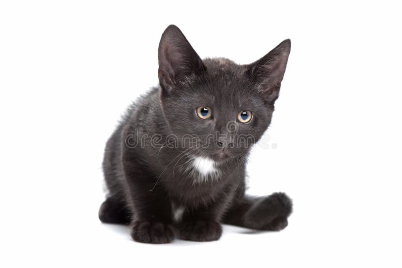 Pisică neagră royalty free stock photography