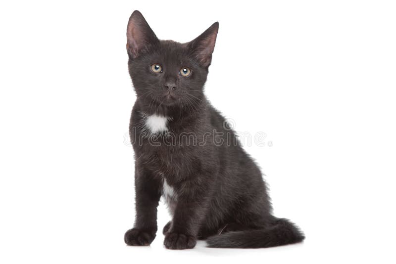 Pisică neagră stock image
