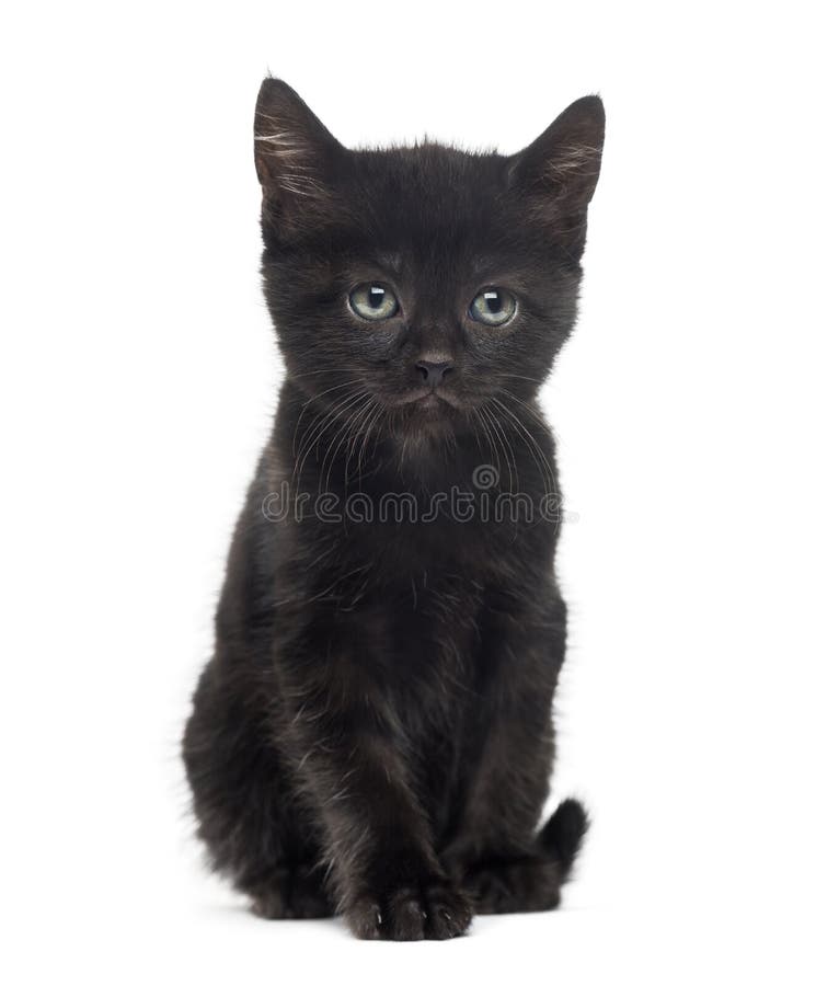 Pisică neagră în fața unui fond alb royalty free stock photos