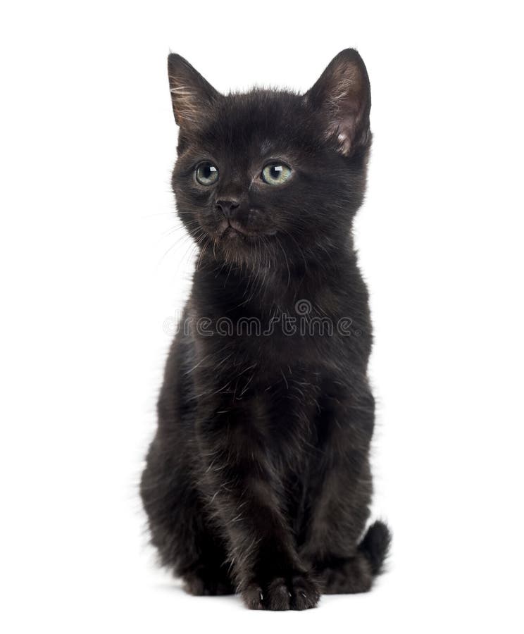 Pisică neagră în fața unui fond alb royalty free stock photos