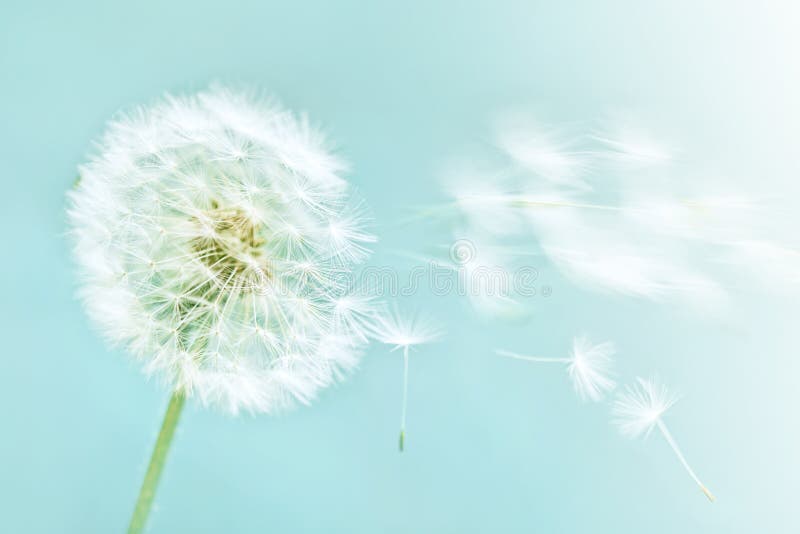 Pissenlit photo stock Pissenlit photo stock