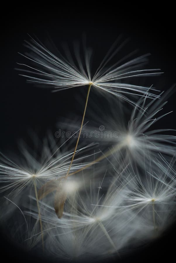 Some dandelion seeds fly away on a black background. Some dandelion seeds fly away on a black background