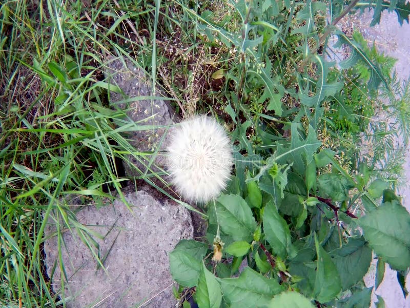 Pissenlit dans l'herbe verte