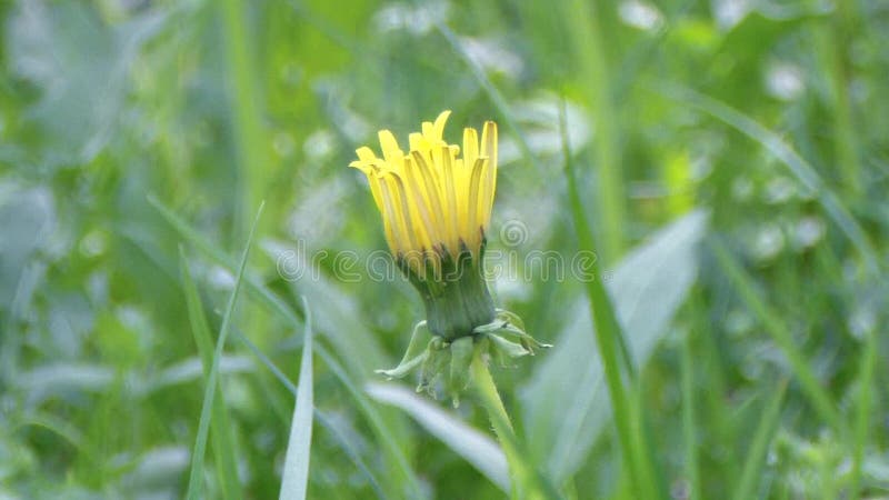 Pissenlit dans l'herbe verte