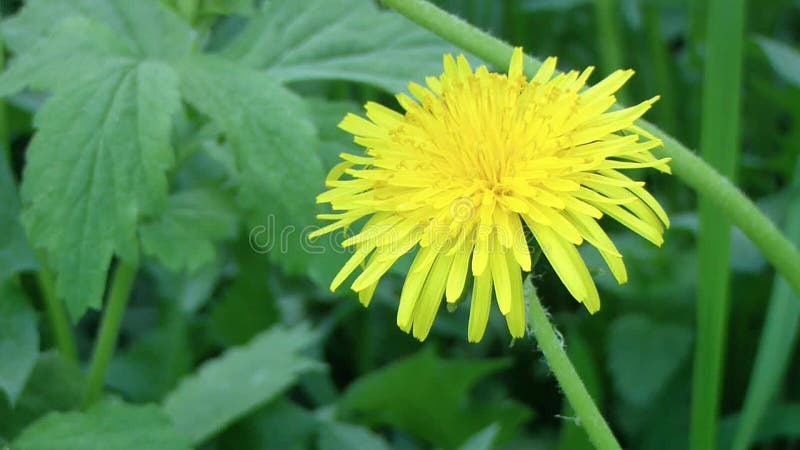 Pissenlit dans le pré