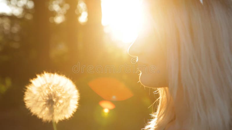 Pissenlit de soufflement de femme sur le pré au coucher du soleil