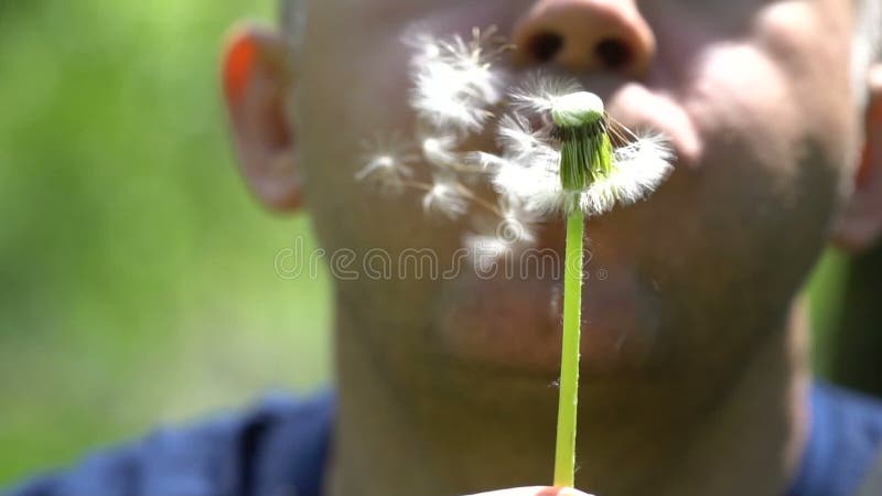 Pissenlit de soufflement de jeune homme sur le champ d'été