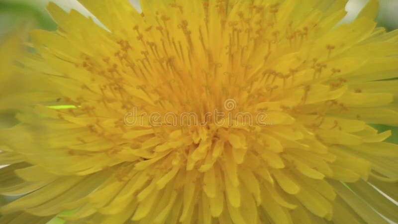 Pissenlit, fleur jaune