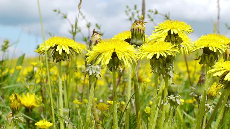 Pissenlit jaune balancé dans le vent