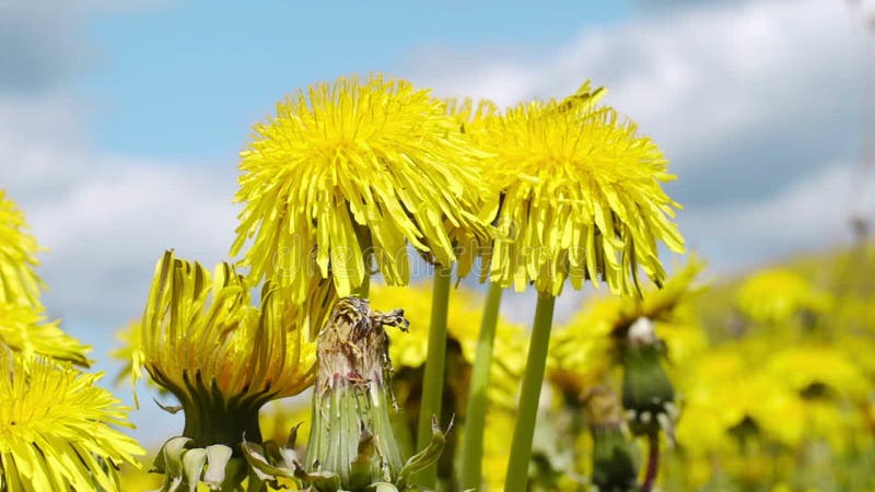 Pissenlit jaune balancé dans le vent