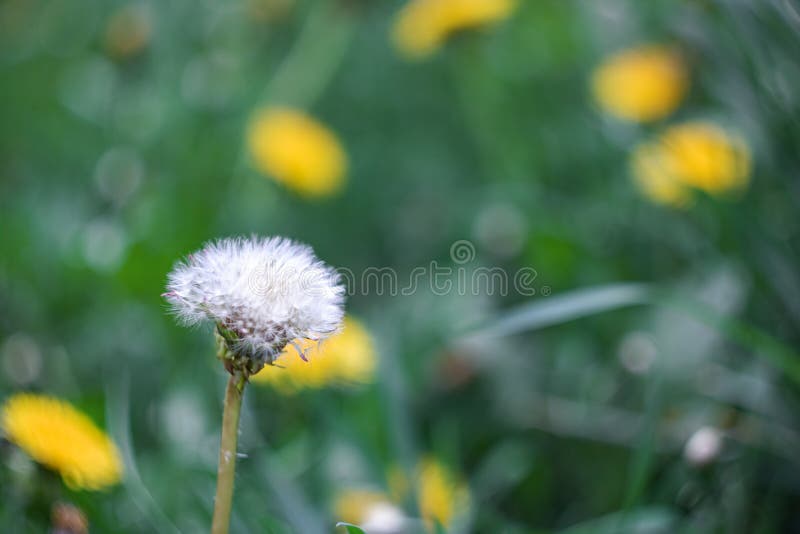 Pissenlit pelucheux blanc sur le champ avec des fleurs images stock Pissenlit pelucheux blanc sur le champ avec des fleurs images stock