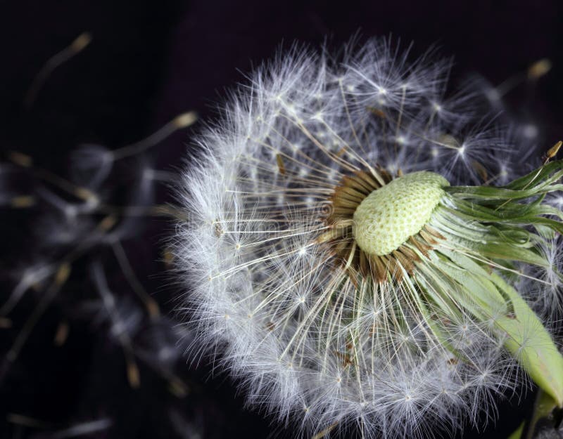 Pissenlit simple photos libres de droits