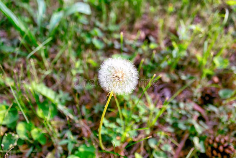 Pissenlit sur le fond de l'herbe verte photographie stock libre de droits Pissenlit sur le fond de l'herbe verte photographie stock libre de droits